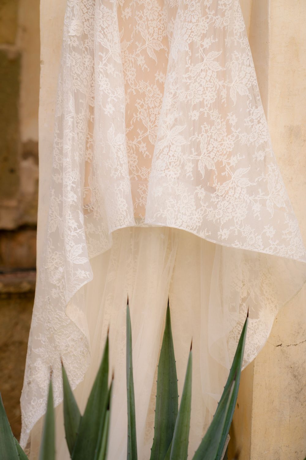 Calla Blanche Bernice 8